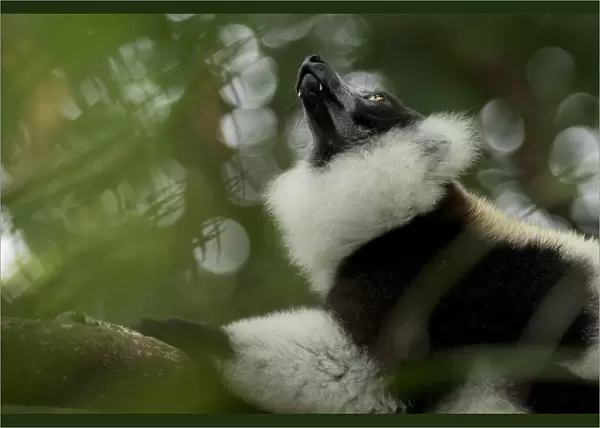 Black-and-white ruffed-lemur (Varecia variegata) looking up, Palmarium, Atsinanana