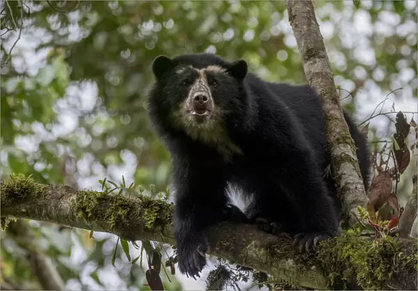Spectacled or Andean bear (Tremarctos ornatus) Maquipucuna, Pichincha, Ecuador