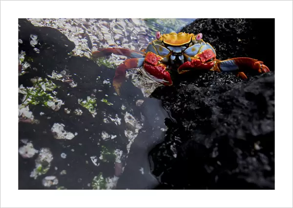 Sally lightfoot crab (Grapsus grapsus) at waters edge, Floreana Island, Galapagos