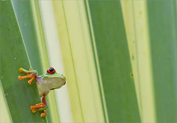 Misfit  /  Jumping leaf frog (Agalychnis saltator) looking out from behind leaf, Siquirres