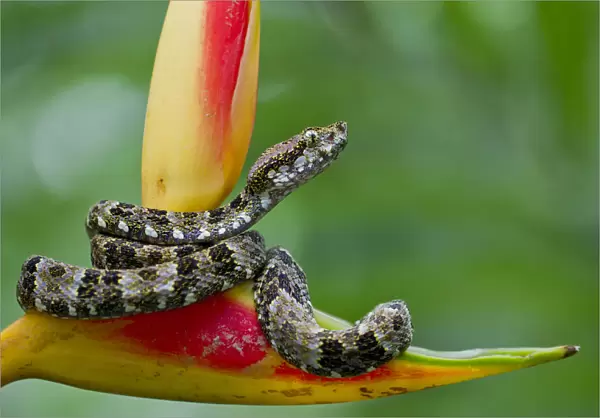 Speckled forest pit viper (Bothriopsis taeniata) on heliconia, Yasuni National Park