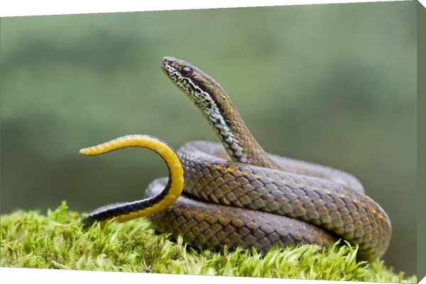 Spotted genuine snake (Saphenophis boursieri) portrait, waving tail in defensive display