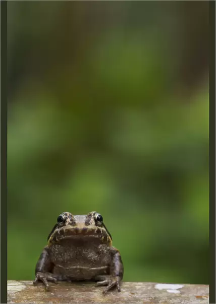 Labiated jungle frog (Leptodactylus labrosus) portrait, Canande, Esmeraldas, Ecuador