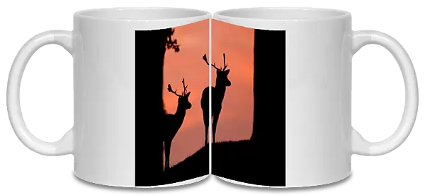 Fallow deer (Dama dama) silhouette of two bucks at dusk against pink sky, Bradgate Park