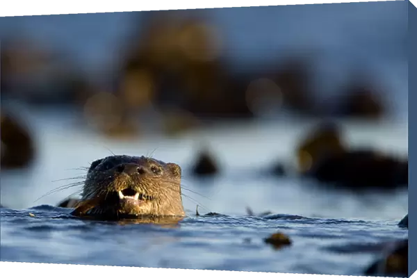 European river otter (Lutra lutra) swimming in the sea, Isle of Mull, Inner Hebrides