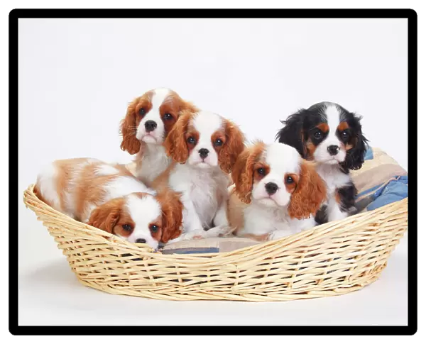 Cavalier King Charles Spaniel, five puppies in basket, one with tricolour and the