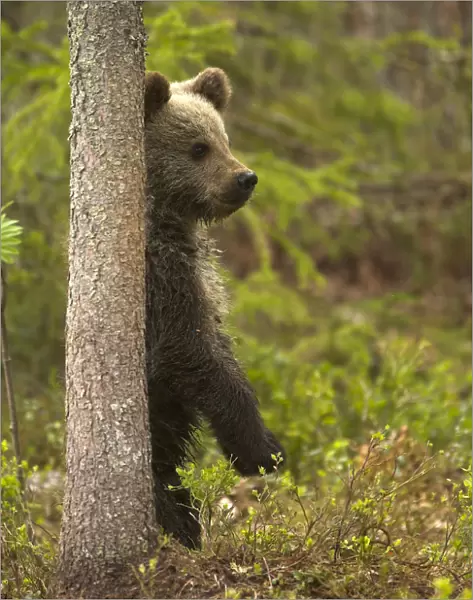 Brown Bear Cub (Ursus arctos) standing behind tree. Finland, Europe, June