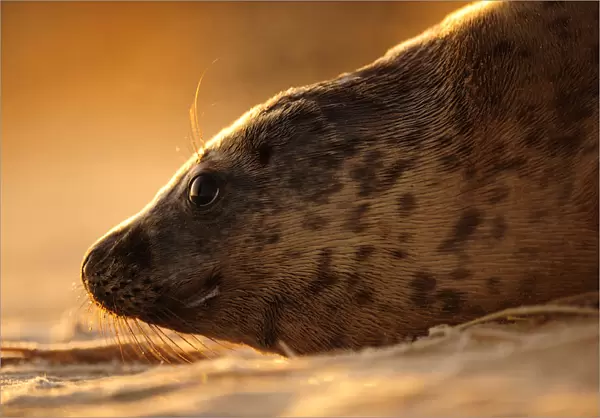 Grey seal (Halichoerus grypus) hauled out on a beach at sunrise, Donna Nook Lincolnshire
