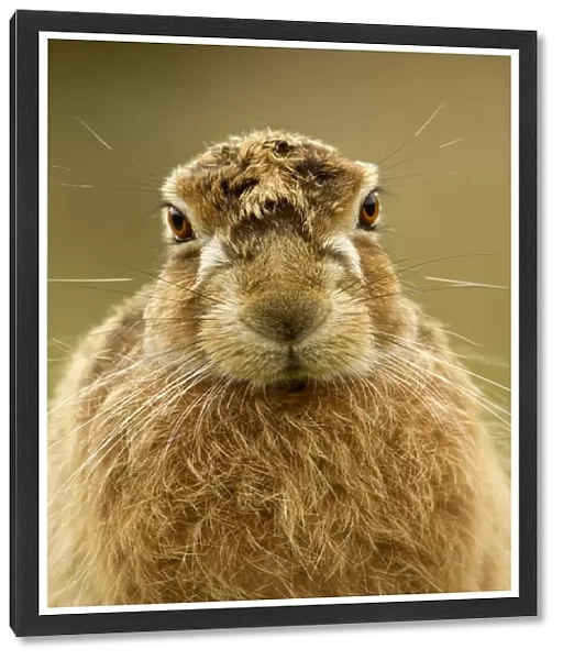 Brown Hare (Lepus europaeus) portrait. Derbyshire, UK, March