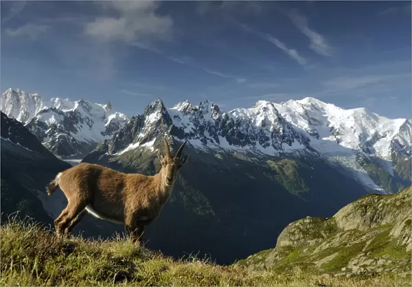 Alpine ibex (Capra ibex ibex) in front of the Mont Blanc massif, seen from the Aiguilles Rouges