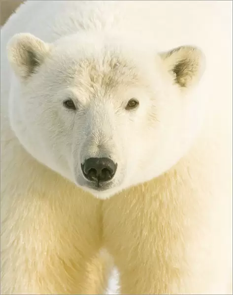 Polar bear (Ursus maritimus) portrait, female
