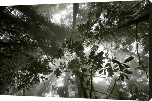 Mist in the cloud forest at Sombom Ridge, Saruwaged Range, Huon Peninsula, Papua