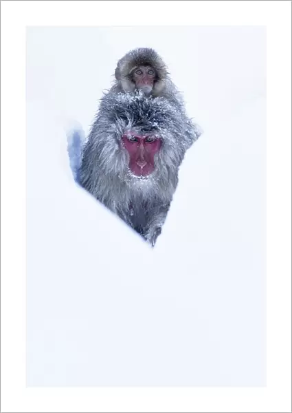Japanese Macaque (Macaca fuscata) juvenile riding on its mothers back, along