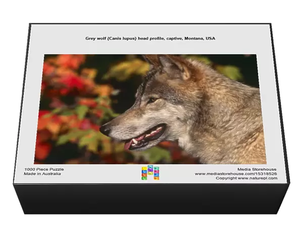 Grey wolf {Canis lupus} head profile, captive, Montana, USA