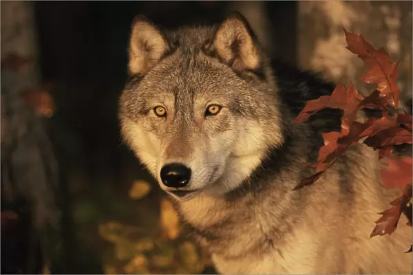 Grey wolf portrait {Canis lupus} captive, USA