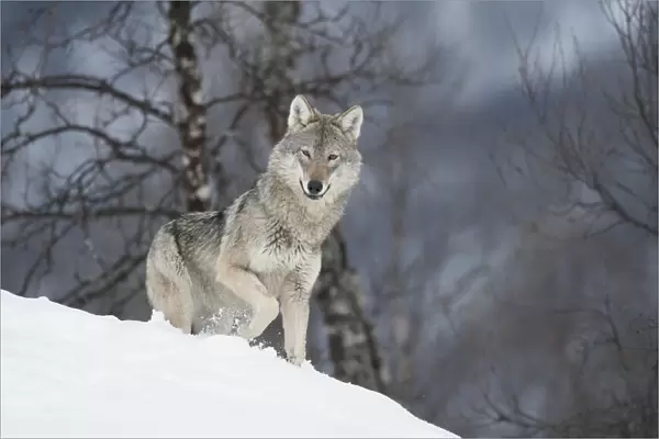 European Wolf (Canis lupis) adult female in boreal birch forest in winter, Bardu