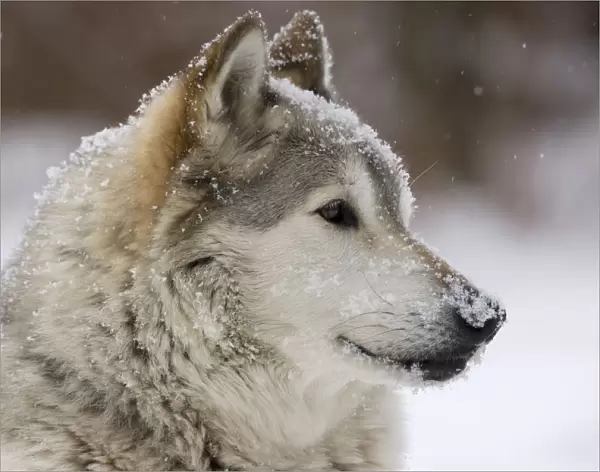 Grey Wolf (Canis lupus) head portrait of male, lying in snow, Captive