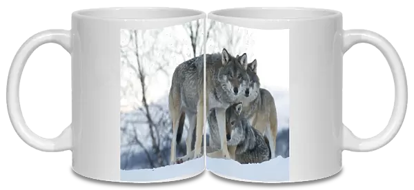 Two European grey wolves (Canis lupus), captive, Norway, February