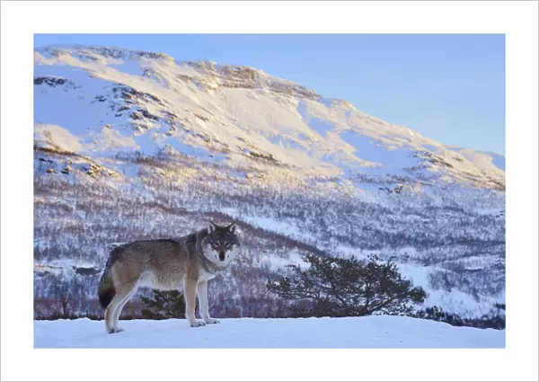 European grey wolf (Canis lupus) in landscape, captive, Norway, February