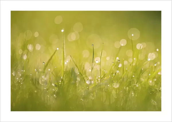 Dewdrops on grass with bokeh affect, Monmouthshire, Wales, UK September