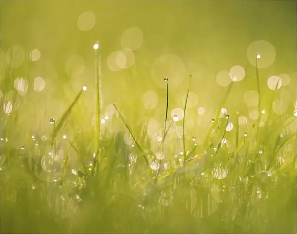 Dewdrops on grass with bokeh affect, Monmouthshire, Wales, UK September