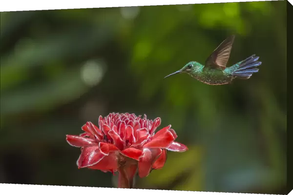 Green-crowned brillian hummingbird (Heliodoxa jacula) visiting Torch ginger (Etlingera elatior), Poas Volcano National Park Costa Rica