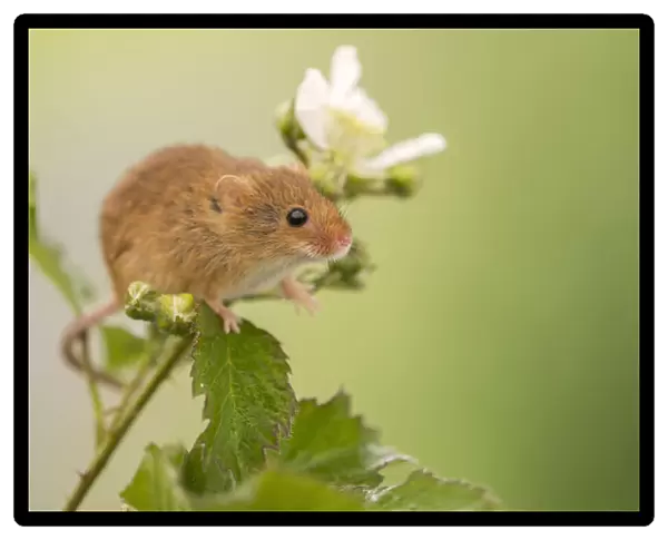 Harvest mouse (Micromys minutus) on Bramble (Rubus) plant, Devon, England, UK, May