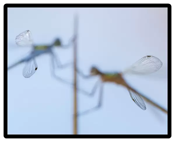 Pair of Emerald damselflies (Lestes sponsa) resting on a reed, with only tips of wings in focus