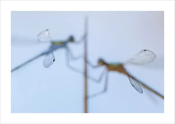 Pair of Emerald damselflies (Lestes sponsa) resting on a reed, with only tips of wings in focus