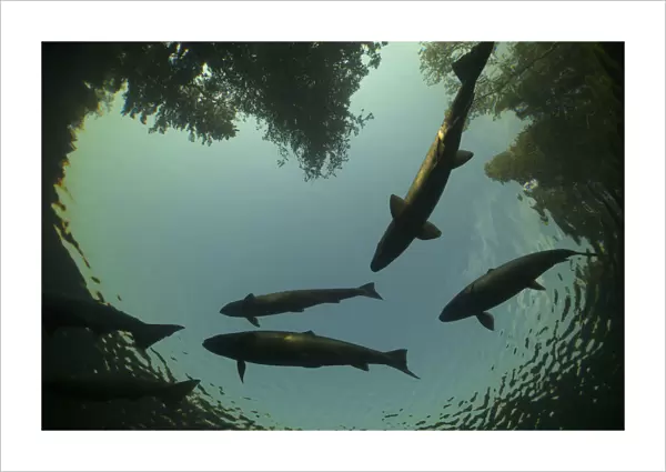 Atlantic Salmon (Salmo salar) in pool on upstream spawning migration, silhouetted against sky