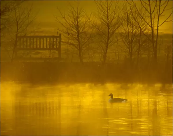 Canada goose (Branta canadensis) silhouetted on lake at dawn, Stockport, Cheshire