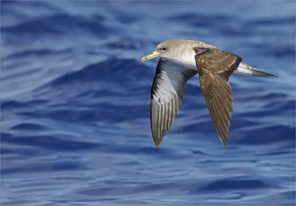 Corys Shearwater (Calonectris diomedea) in flight, over Atlantic Ocean, Madeira