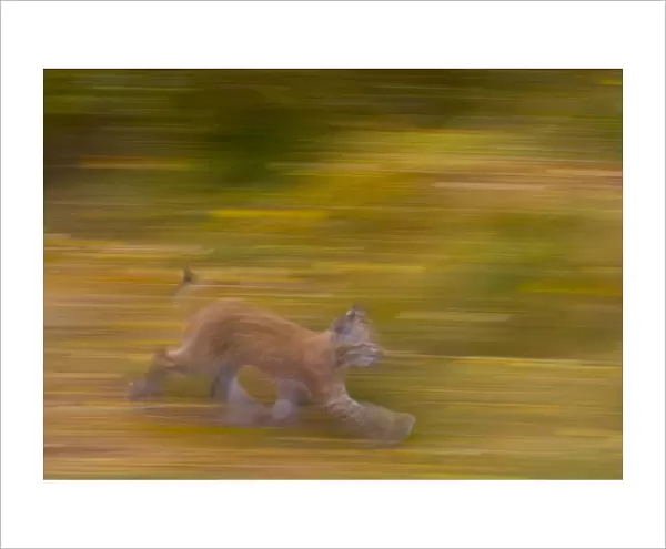 Eurasian lynx (Lynx lynx), Finland