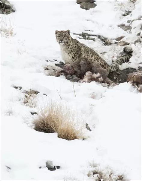 Snow Leopard (Uncia uncia) with Himalayan Blue Sheep (Pseudois nayaur) kill, Hemas National Park