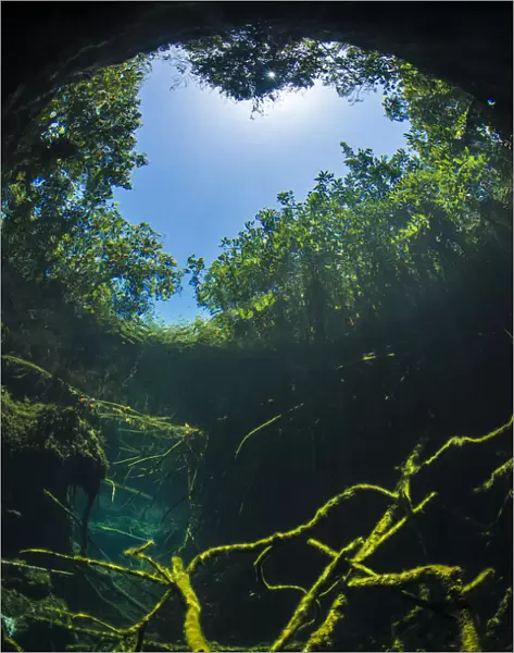Old tree branches on the floor of Cenote pool, beneath the forest canopy with Snell