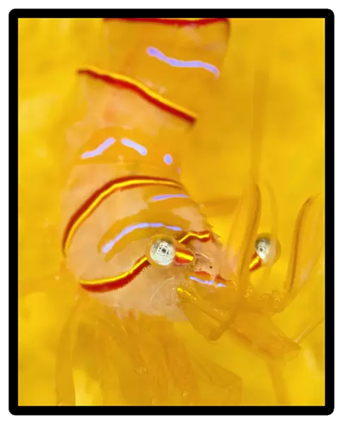 Candy stripe shrimp (Lebbeus grandimanus) on a yellow sponge. Browning Pass, Port Hardy