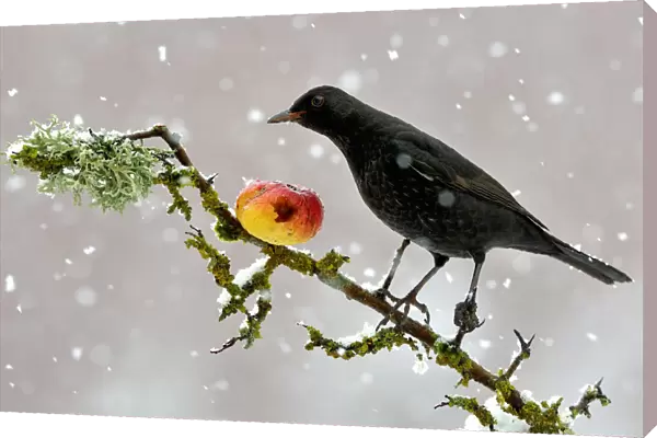 Blackbird (Turdus merula) perched on branch in winter feeding on apple, snowing, Lorraine