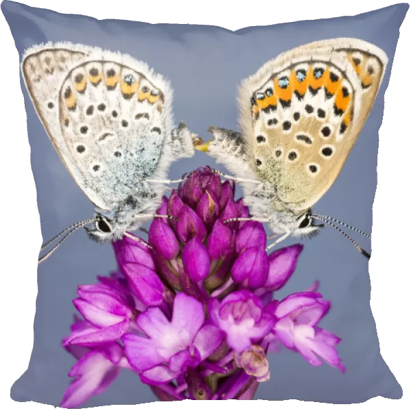 Silver-studded blue butterfly (Plebejus argus) pair mating, resting on a Pyrimidal orchid