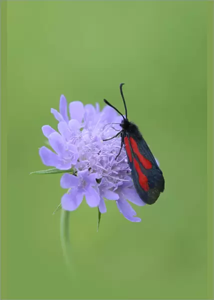 Moth (Zygaena osterodensis) feeding on flower, Viscos, Pyrenees National Park, France