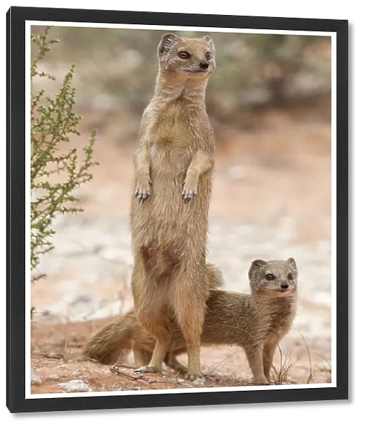 Yellow mongoose (Cynictis penicillata) standing on hind legs with young, Kgalagadi
