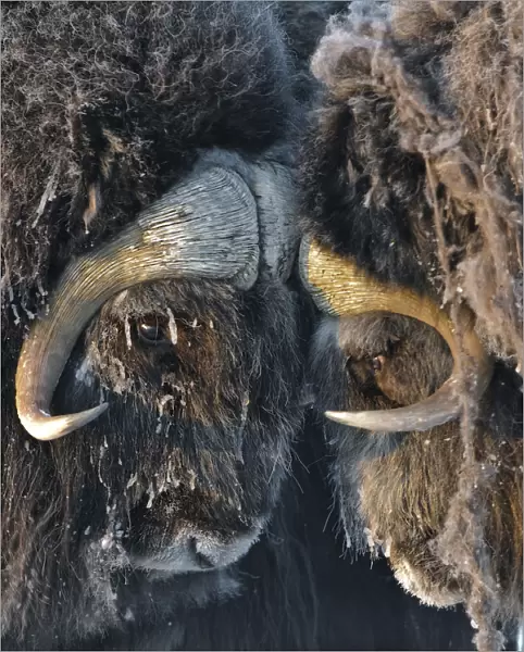 Musk ox (Ovibos moschatus) portrait, Wrangel Island, Far Eastern Russia, March