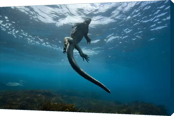 Marine iguana (Amblyrhynchus cristatus) swimming back to the surface, Galapagos