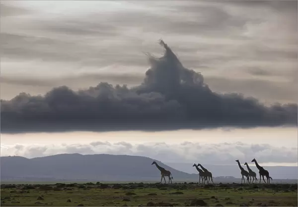 Masai giraffe (Giraffa camelopardalis tippelskirchi) herd walking, Masai-Mara Game Reserve, Kenya