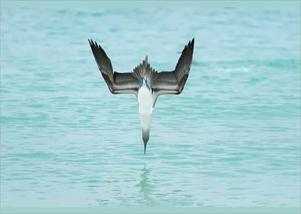 Blue-footed booby (Sula nebouxii) plunge-diving at high speed, San Cristobal Island