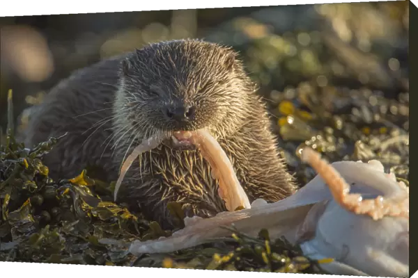 European river otter (Lutra lutra) cub aged five months feeding on octopus, Shetland