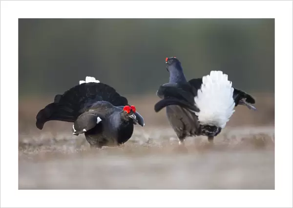 Two Black grouse (tetrao tetrix) males fighting at lek, Deeside, Cairngorms National Park