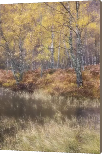 Silver birch (Betula pendula) woodland in autumn, Craigellachie National Nature Reserve
