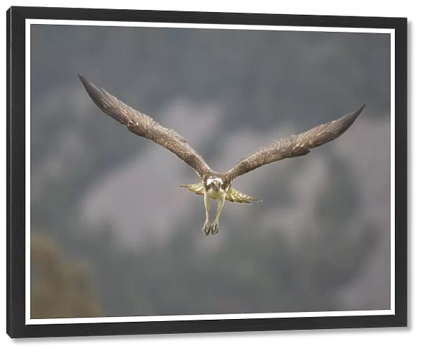 Osprey (Pandion haliaetus) male flying, Cairngorms National Park, Scotland, UK, May