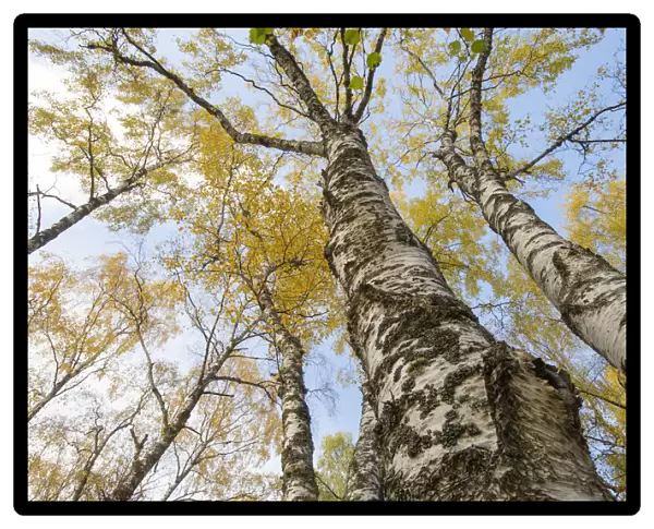 Silver Birch (Betula pendula) trees in autumn colour, Craigellachie National Nature Reserve