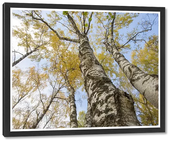 Silver Birch (Betula pendula) trees in autumn colour, Craigellachie National Nature Reserve
